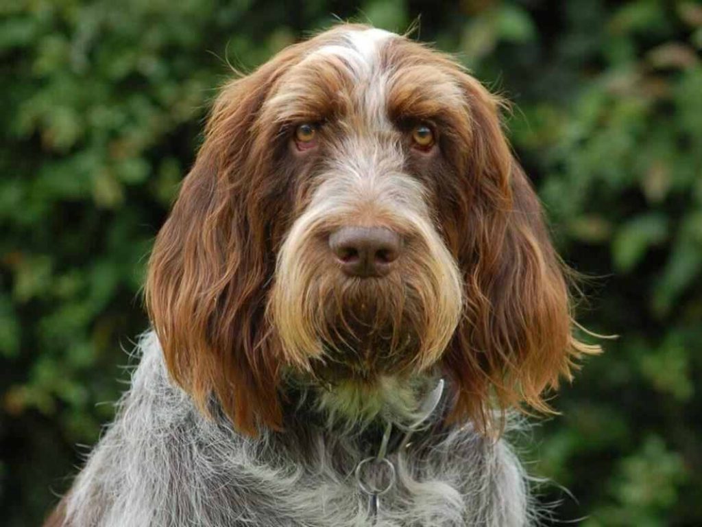 Cuántos cachorros puede tener un Spinone Italiano Blog de ADOPTA un