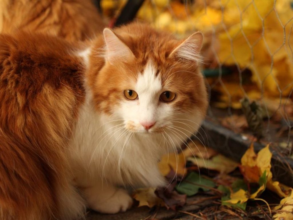 Cu Ntos Hijos Puede Tener Una Gata Bobtail Americano Blog De Adopta