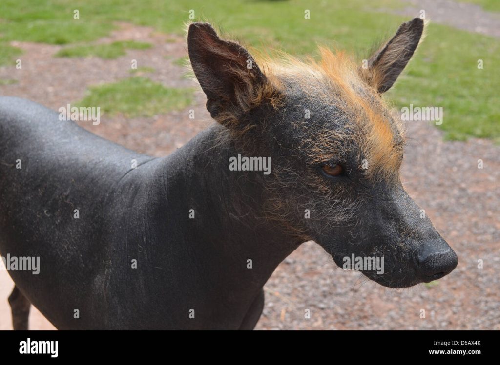 Dónde acariciar a un Perro sin pelo del Perú Blog de ADOPTA un Animal