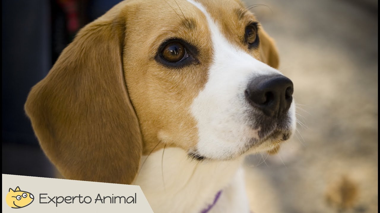 Por qué ladran los Perro Harrier Blog de ADOPTA un Animal