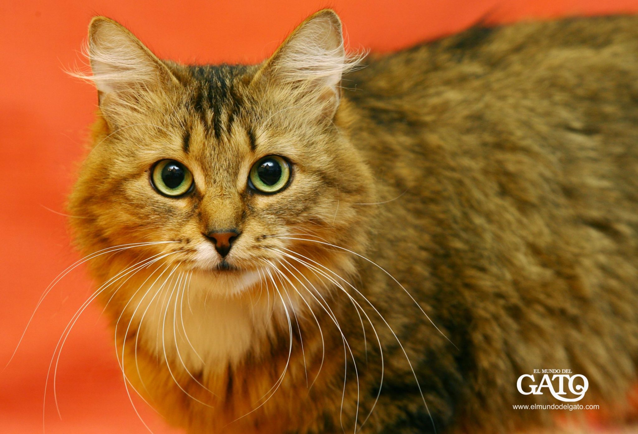 Por qué los gatos Siberianos poseen una mirada intensa Blog de ADOPTA