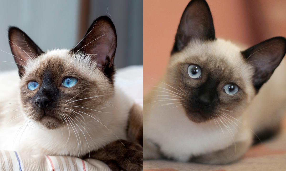 Qué beneficios tiene tener un gato Siamés Thai Blog de ADOPTA un Animal