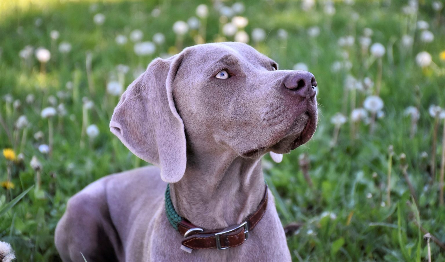 Qué enfermedades sufren los perros Braco de Weimar Blog de ADOPTA un