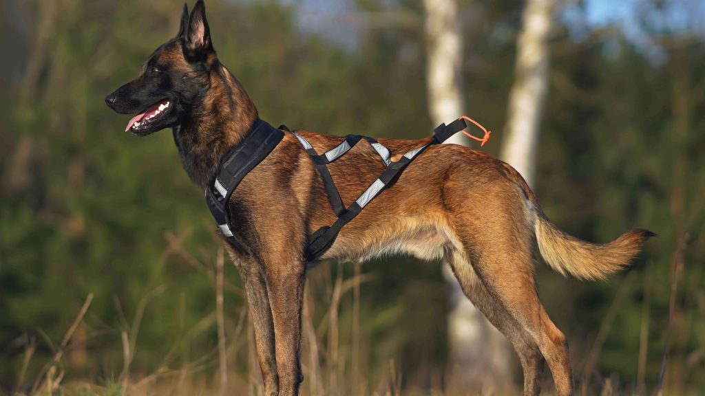 Qué es mejor collar o arnés para Pastor Alemán Blog de ADOPTA un Animal