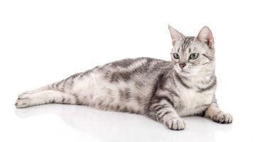 Gato Domestico de pelo corto Descúbrelo TODO sobre estos gatos