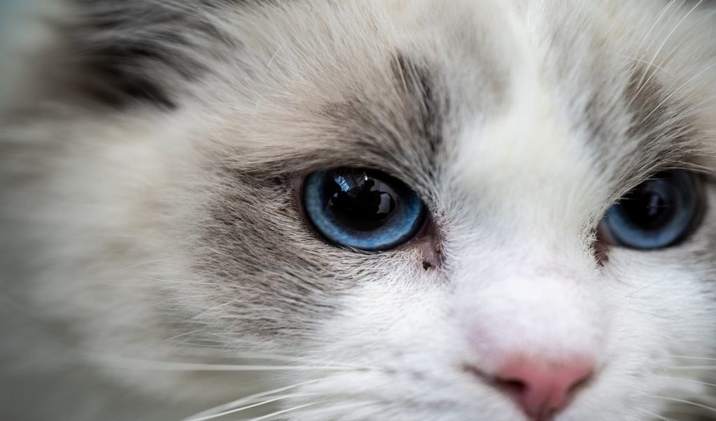 Qué les gusta comer a los gatos Ragdolls Blog de ADOPTA un Animal