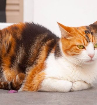 Gato Gato del Egeo Descúbrelo TODO sobre estos gatos ADOPTA un Animal