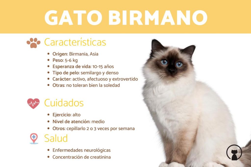 Qué temperatura tiene un gato Sagrado de Birmania Blog de ADOPTA un