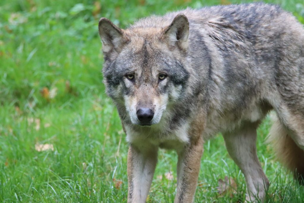 Qu Verduras Puede Comer Un Perro Lobo De Saarloos Blog De Adopta Un