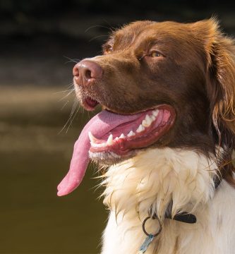 Spaniel De Agua Irland S Desc Brelo Todo Sobre Estos Perros Adopta