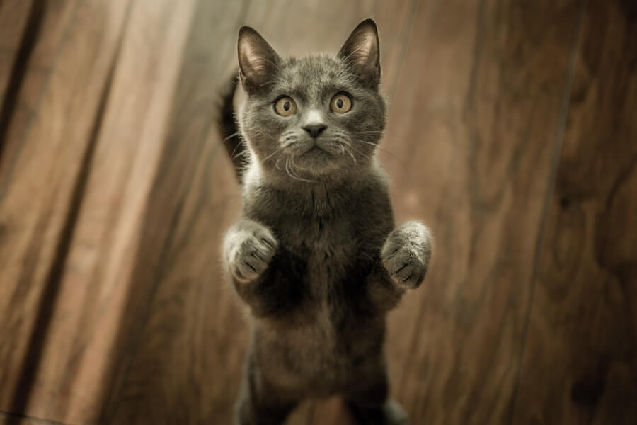 requisitos para adoptar un gato
