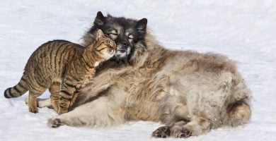gato comun europeo acariciando a perro pelo largo en la nieve