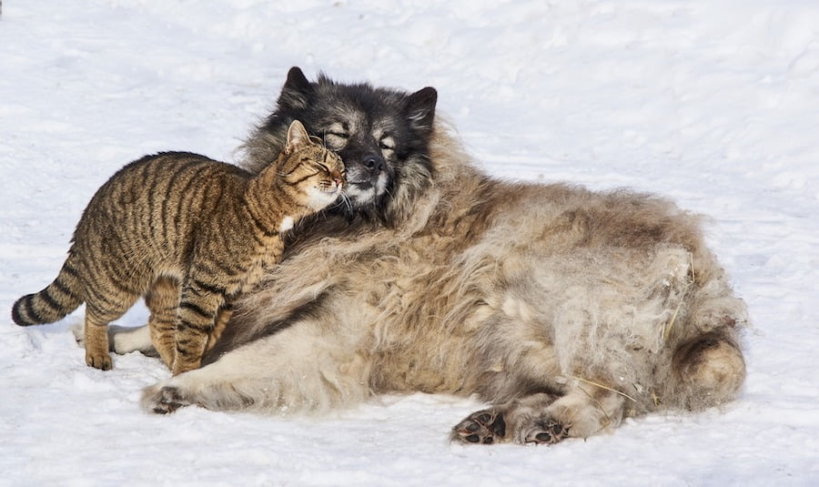 gato comun europeo acariciando a perro pelo largo en la nieve