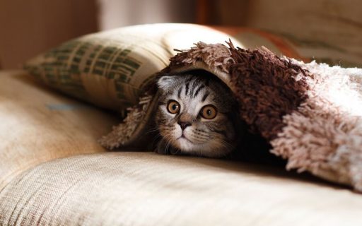 gato gris en casa tumbado en cama con manta