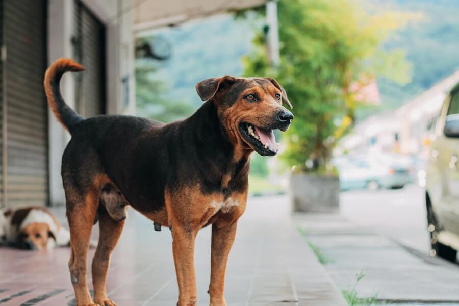 perro adoptado marron en la calle