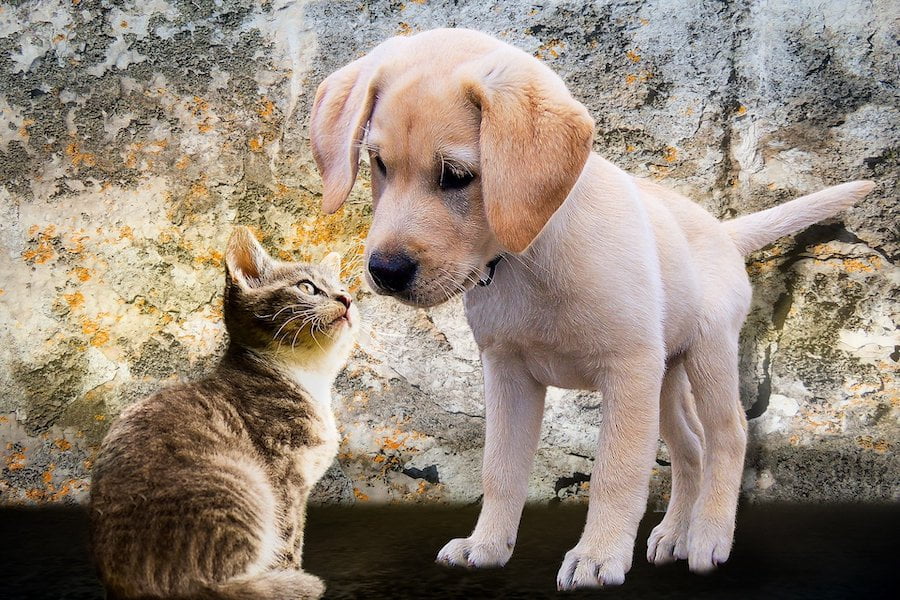perro y gato cachorro juntando hocico