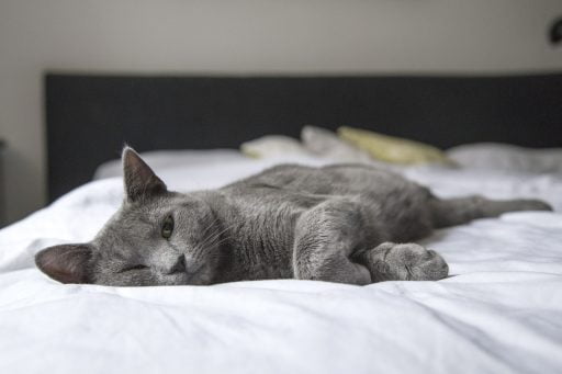 gato gris oscuro tumbado en la cama ronroneando