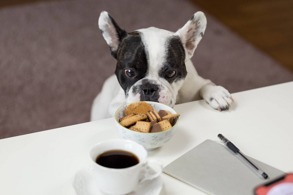 bull dog frances oliendo comida en mesa
