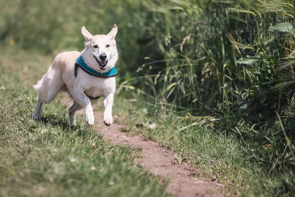 perro blanco corriendo libre hacia persona.jpg