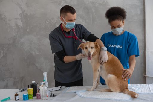 perro en veterinario vacunÃ¡ndose