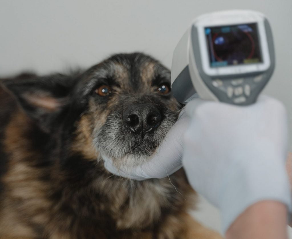 veterinario escaneado microchip de identificación de un perro