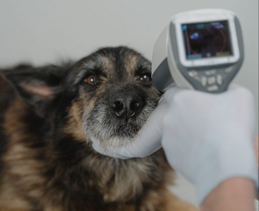 veterinario escaneado microchip de identificaciÃ³n de un perro