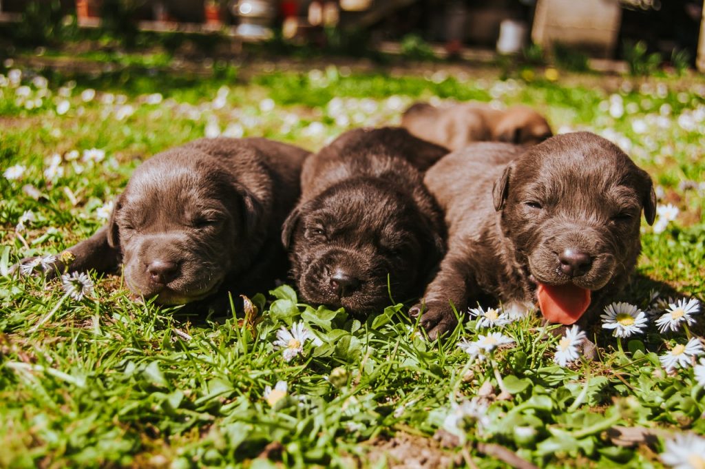 cachorros de labrador tumbados en hieva