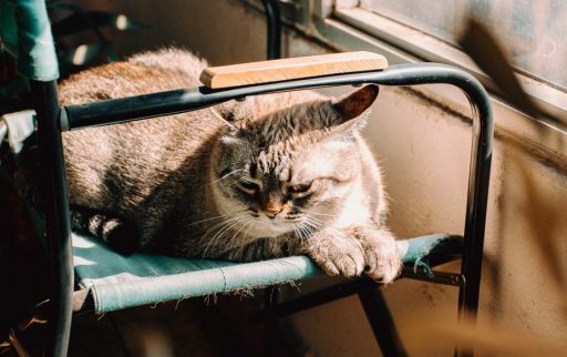 gato tomando el sol en una silla al lado de la ventana