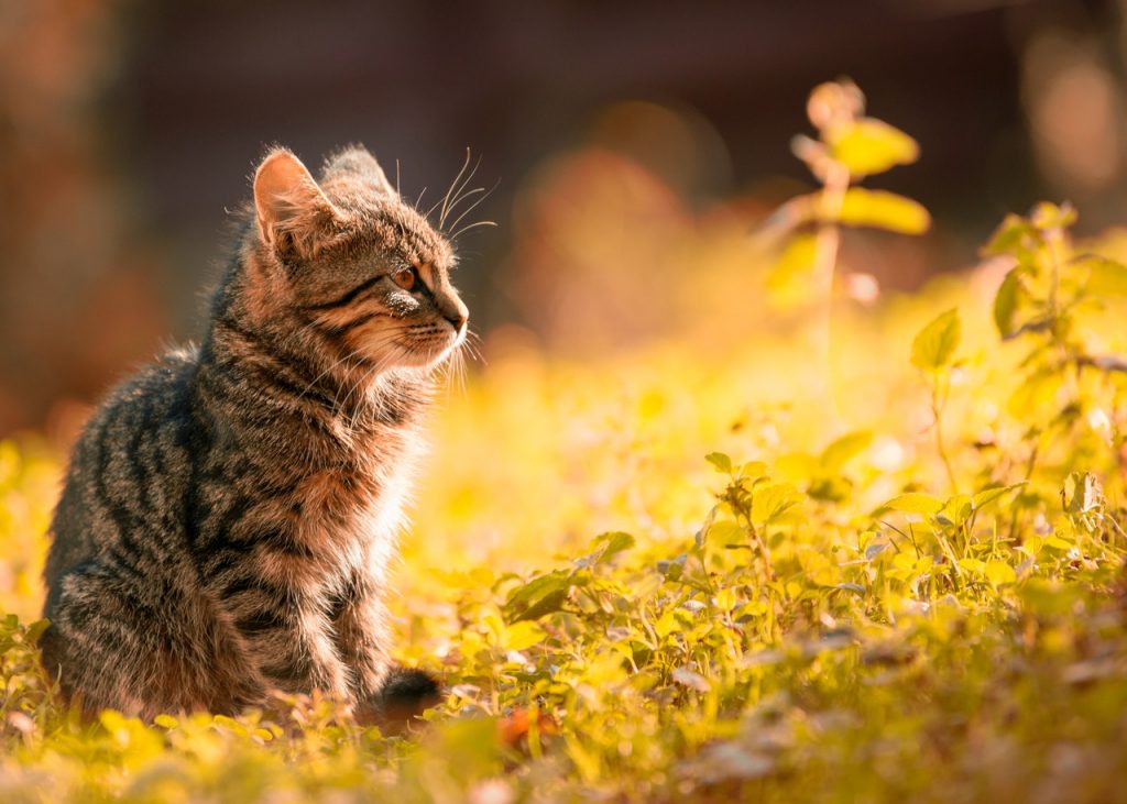gato cachorro grisaceo tomando el sol el campo