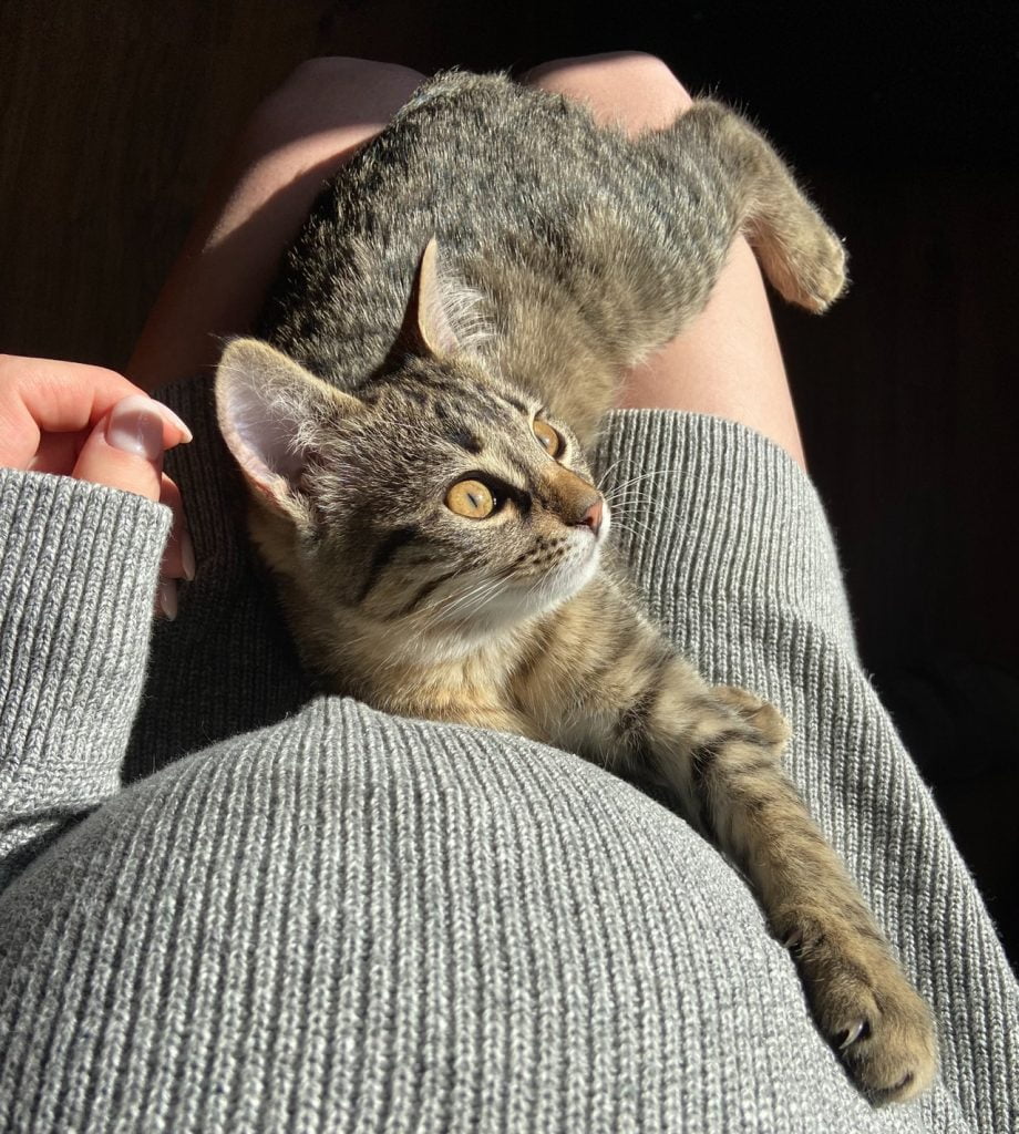 gato tomando el sol tumbado en las piernas de una mujer embarazada