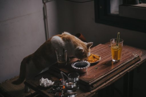 gato comiendo comida humana en una mesa de madera