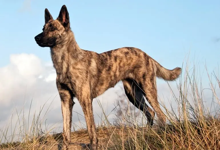 razas perro holandesas Pastor Holandés