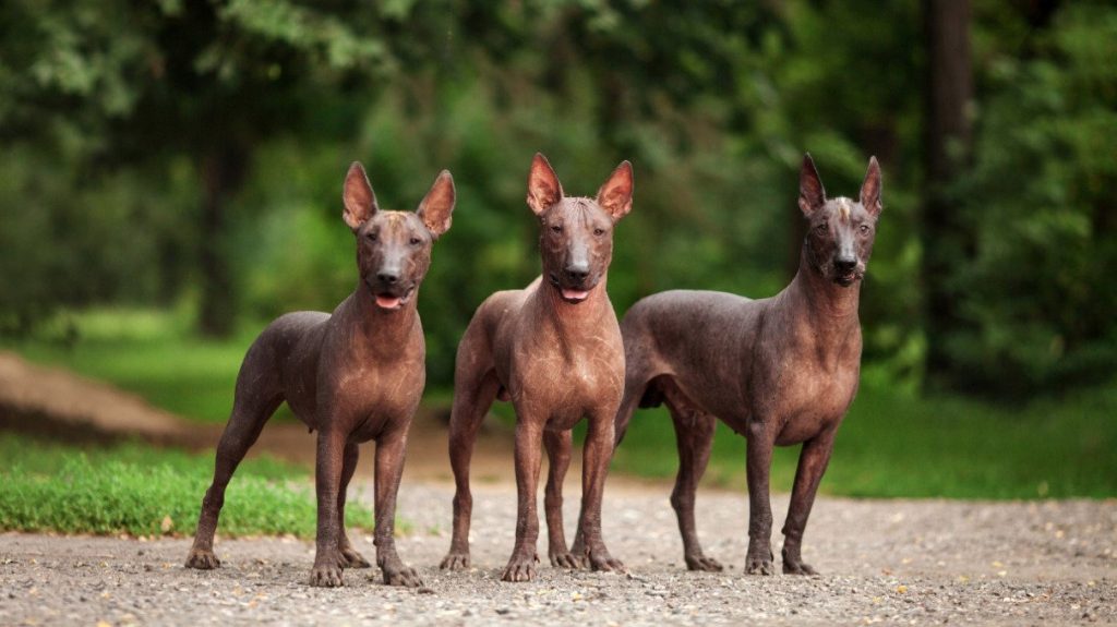 xoloitzcuintle el perro azteca mejicano
