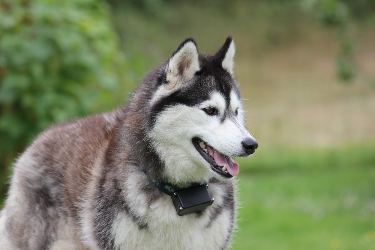 son malamutes dificiles de entrenar