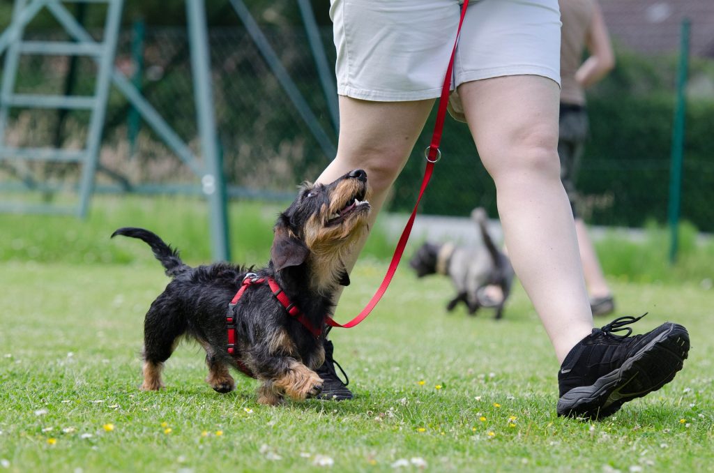 Cómo enseñar a un perro a caminar con correa