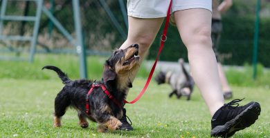 Cómo enseñar a un perro a caminar con correa