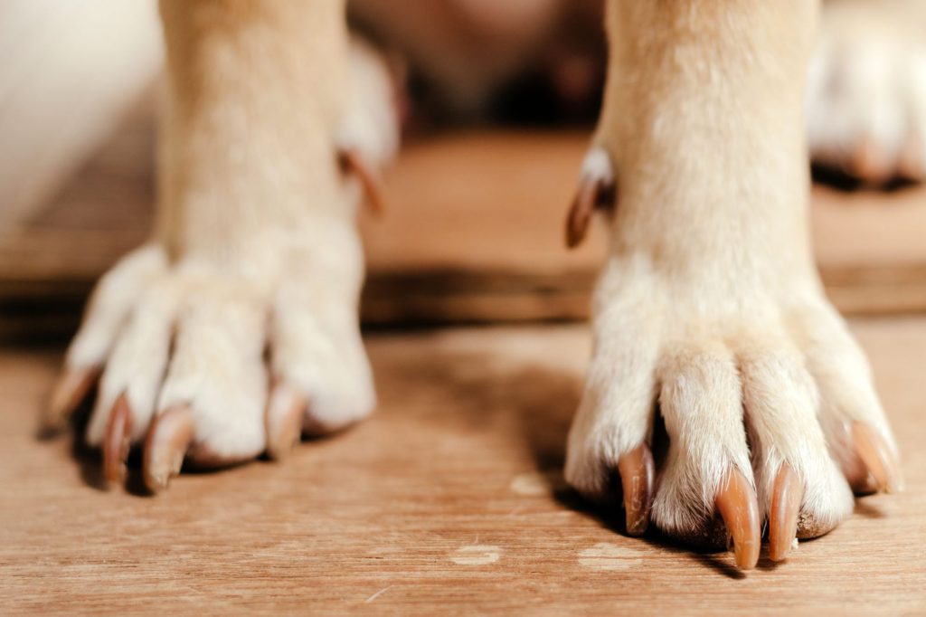 Como cortar las uñas del perro