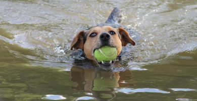 Cómo educar a un cachorro a no morder