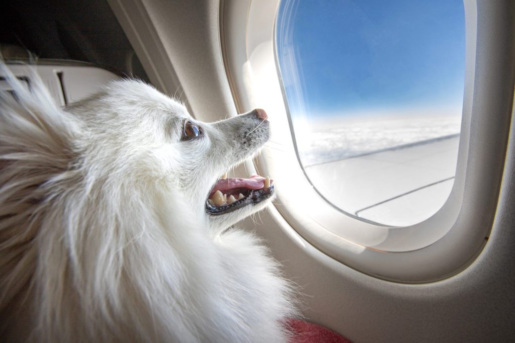 Cuántas horas puede viajar un perro en un avión