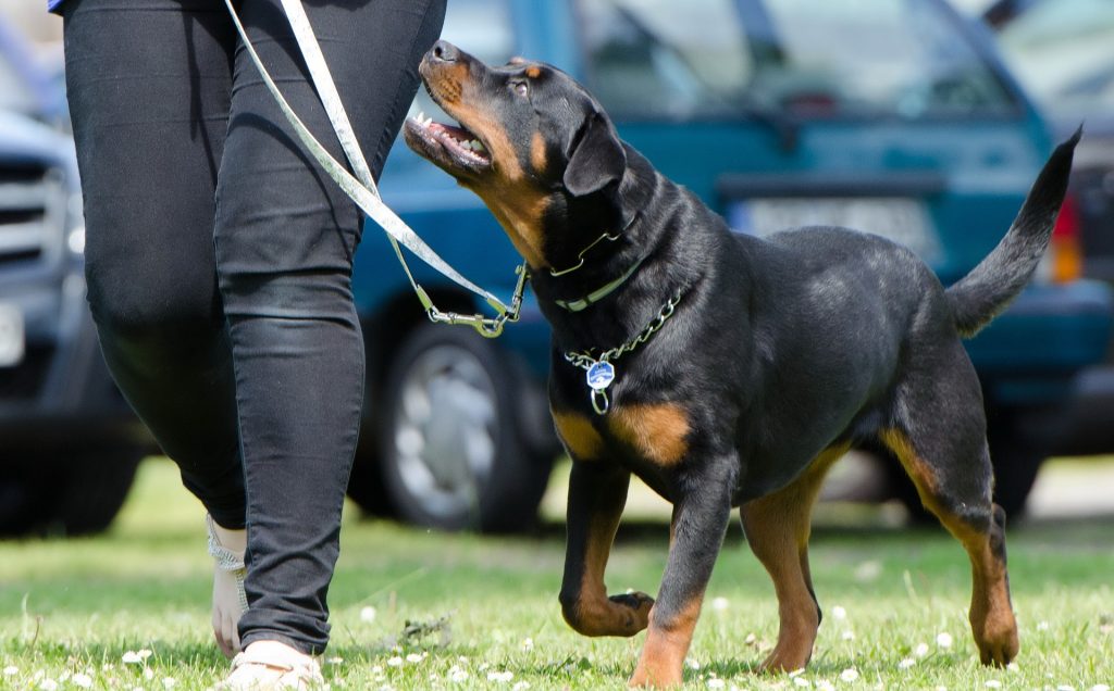 Cómo educar a un perro para que acuda a tu llamada