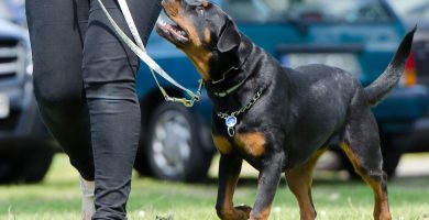 Cómo educar a un perro para que acuda a tu llamada