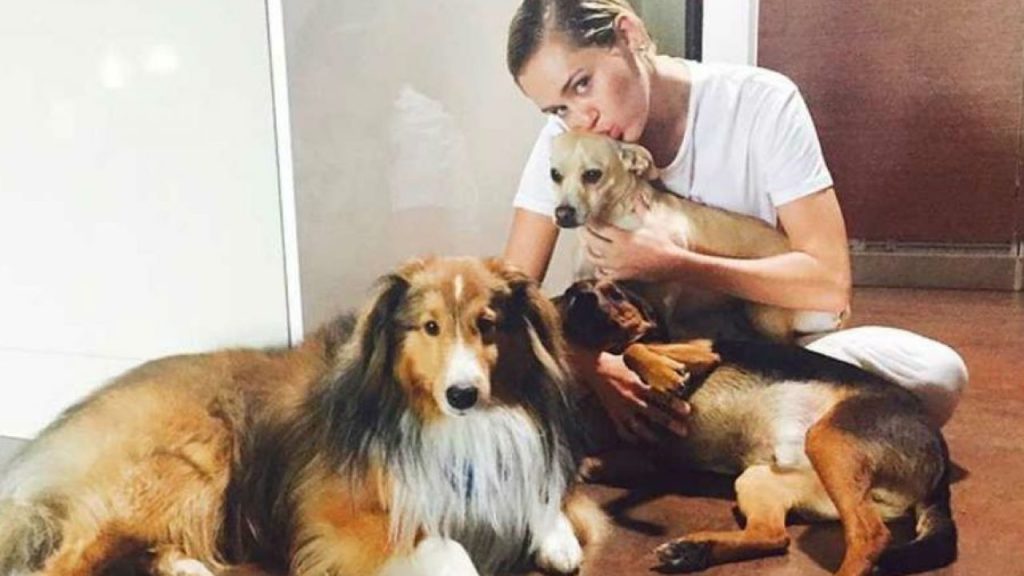 Cuál es el perro más fácil de cuidar