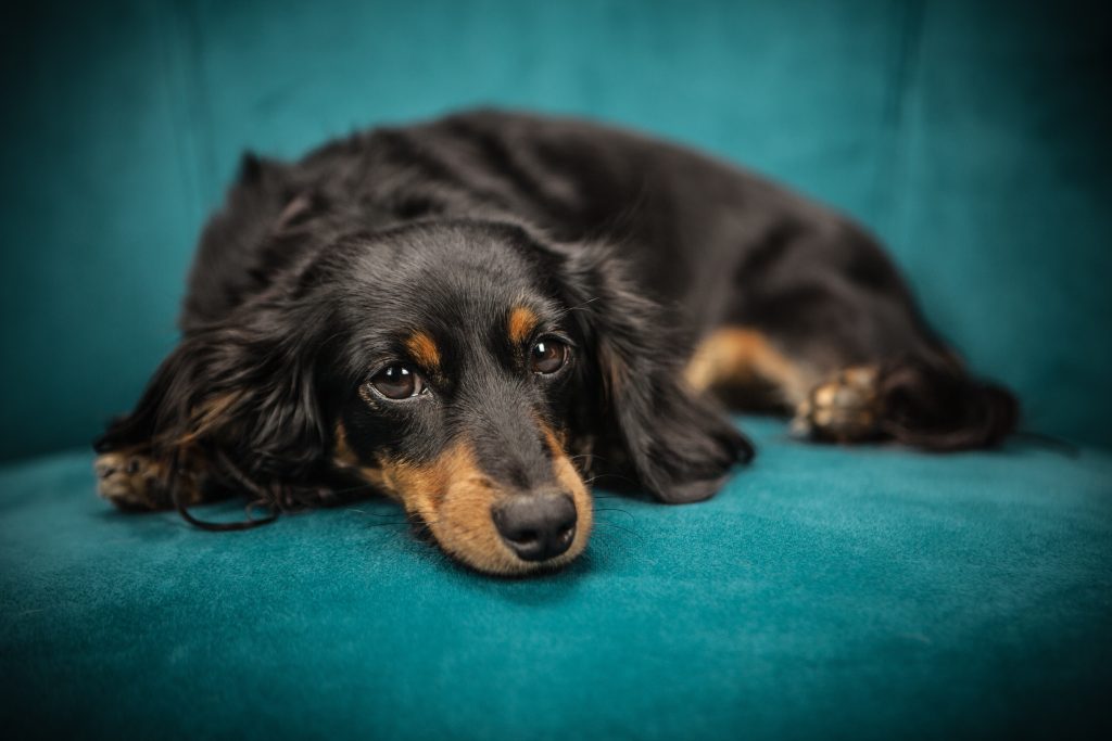 perro paladar negro