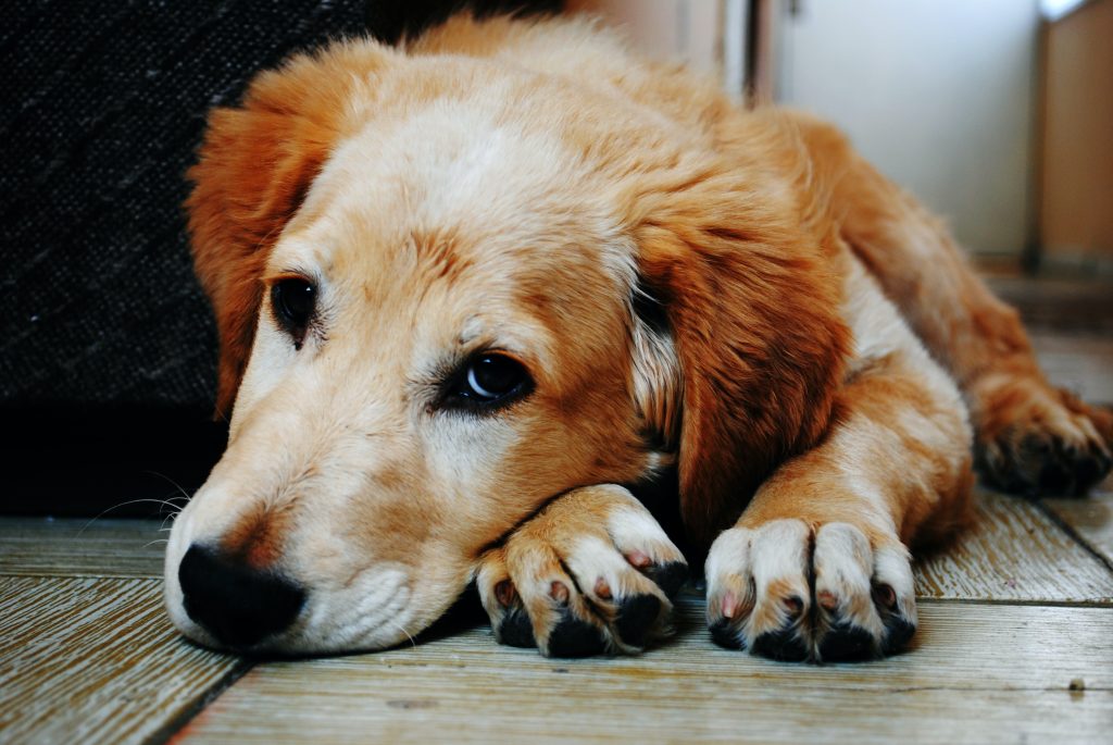 Qué hacer si el perro del vecino no para de llorar
