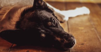 Cómo enseñar a un perro a quedarse solo en casa