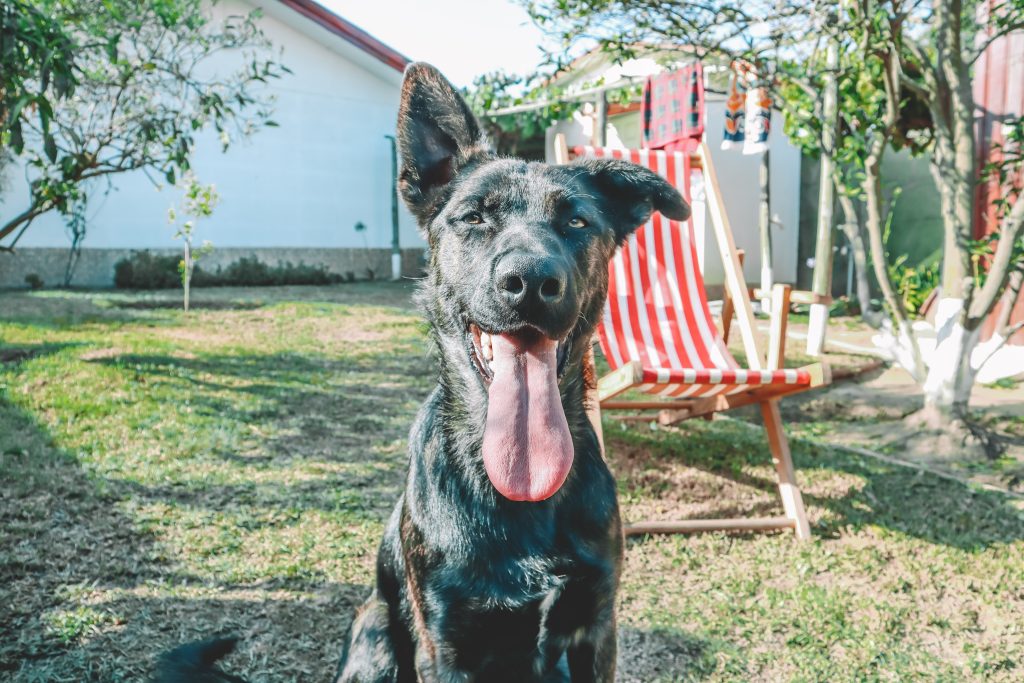 Cuánto tiempo puede estar un perro solo en casa legalmente