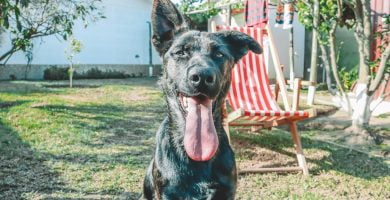 Cuánto tiempo puede estar un perro solo en casa legalmente