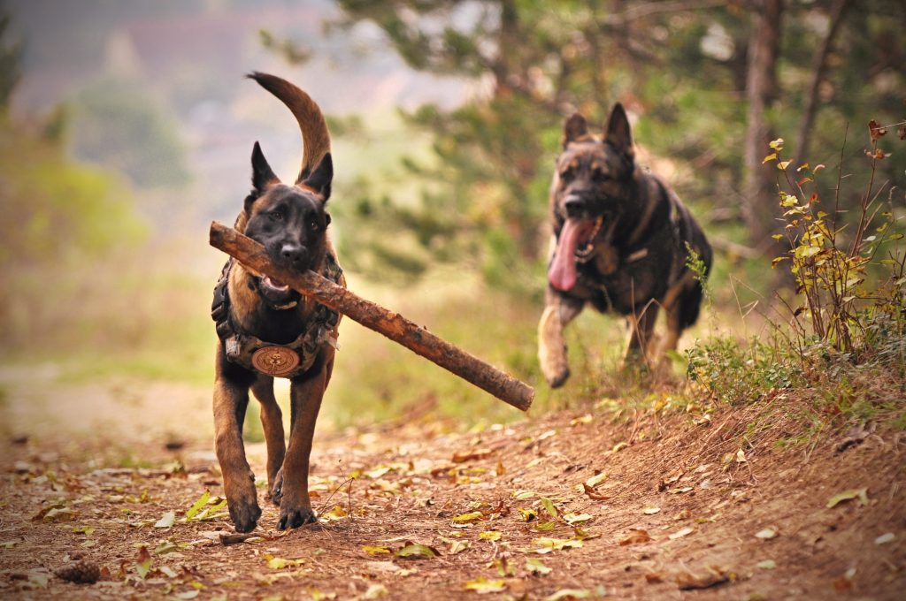 Todo lo que quieres saber sobre los perros