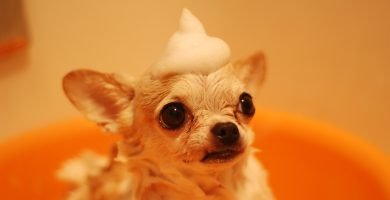 Dónde puedo bañar a mi perro