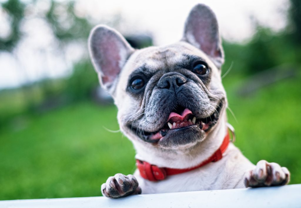 bulldog frances Cuál es la raza de perro más floja